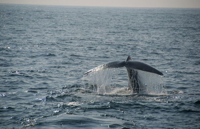 Whale Watching in Mirissa - Foto 7