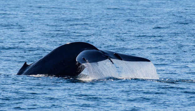 Whale Watching in Mirissa - Photo 4