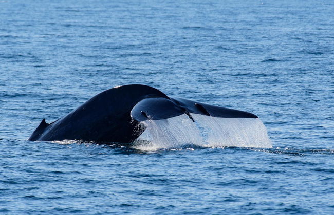 Whale Watching in Mirissa - Foto 4