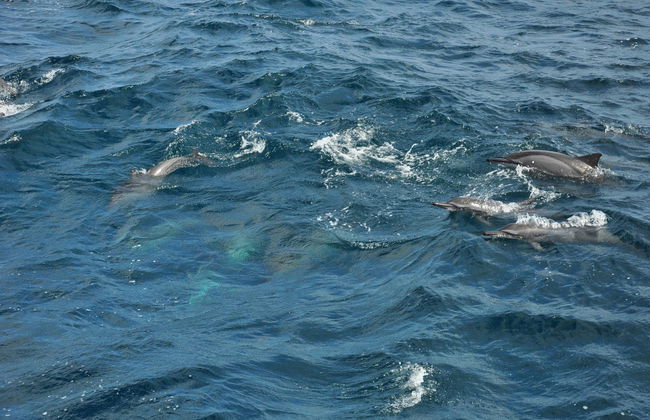 Whale Watching in Mirissa - Foto 6