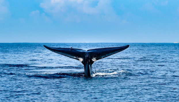 Whale Watching in Mirissa - Photo 2