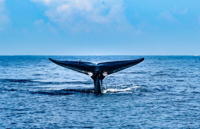 Whale Watching in Mirissa - Foto 2
