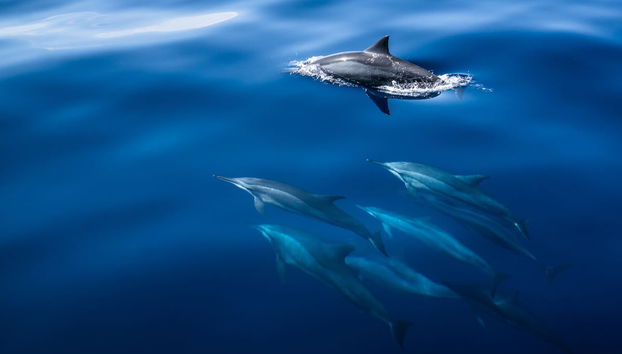 Whale Watching in Mirissa - Photo 3
