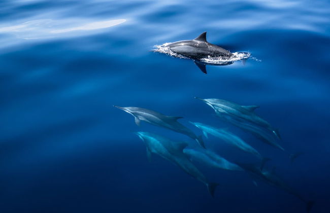 Whale Watching in Mirissa - Foto 3