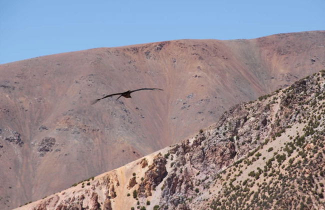 Excursión privada a la reserva de Los Morrillos - Foto 3