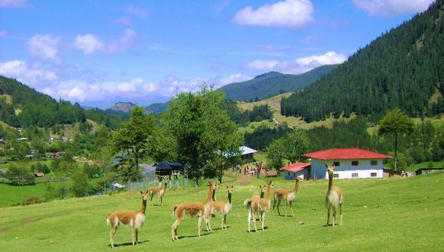 Excursão à Granja Porcón e Huambocancha - Foto 5