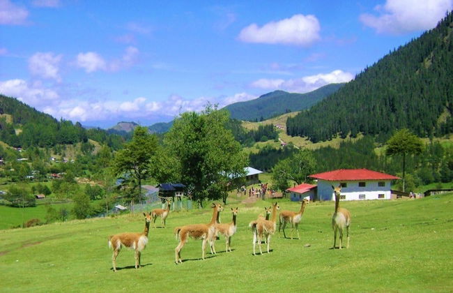 Excursão à Granja Porcón e Huambocancha - Foto 5
