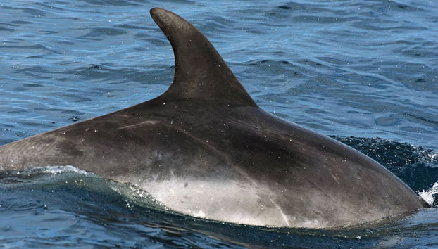 Avistamento de golfinhos em Fuengirola - Foto 5