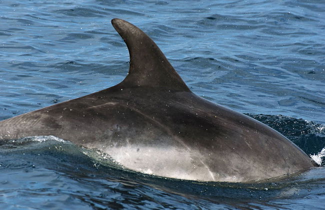 Avistamiento de delfines en Fuengirola - Foto 5