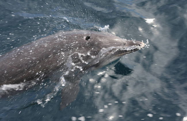 Avistamiento de delfines en Fuengirola - Foto 7