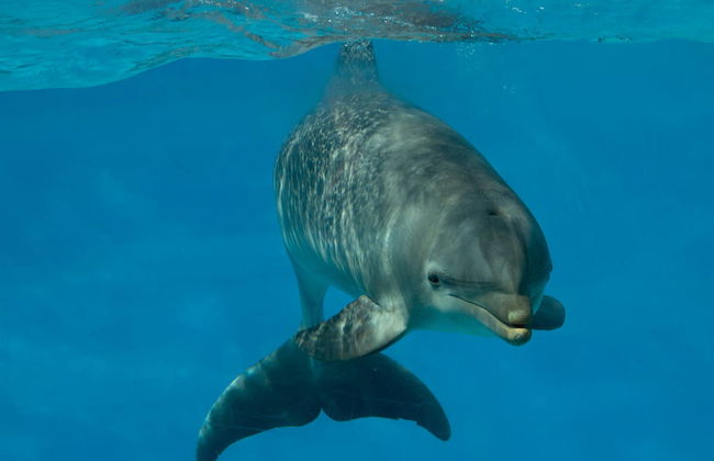 Avistamiento de delfines en Fuengirola - Foto 6