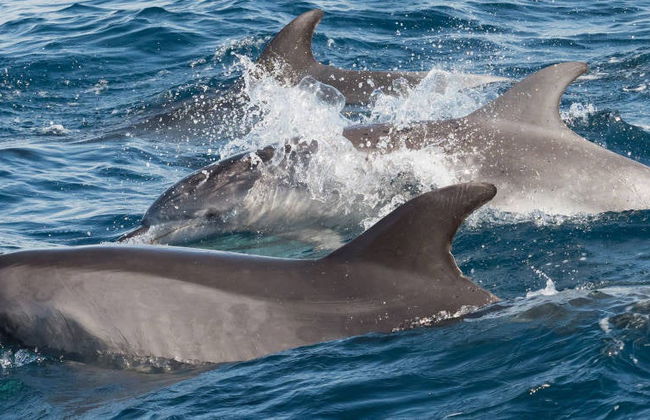 Fuengirola Dolphin Watching - Foto 4