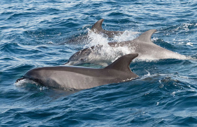 Avistamiento de delfines en Fuengirola - Foto 2