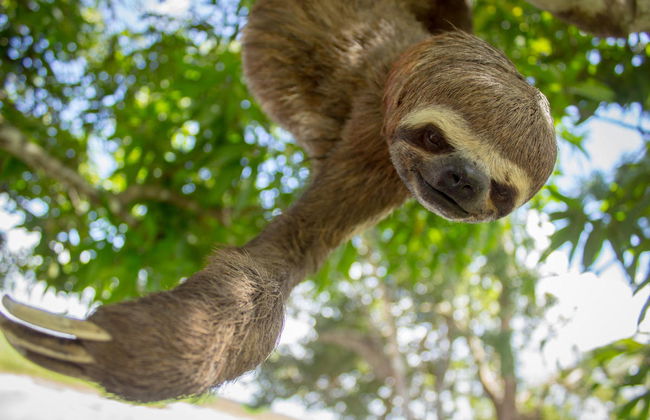 4-Day Amazon River Cruise - Foto 1