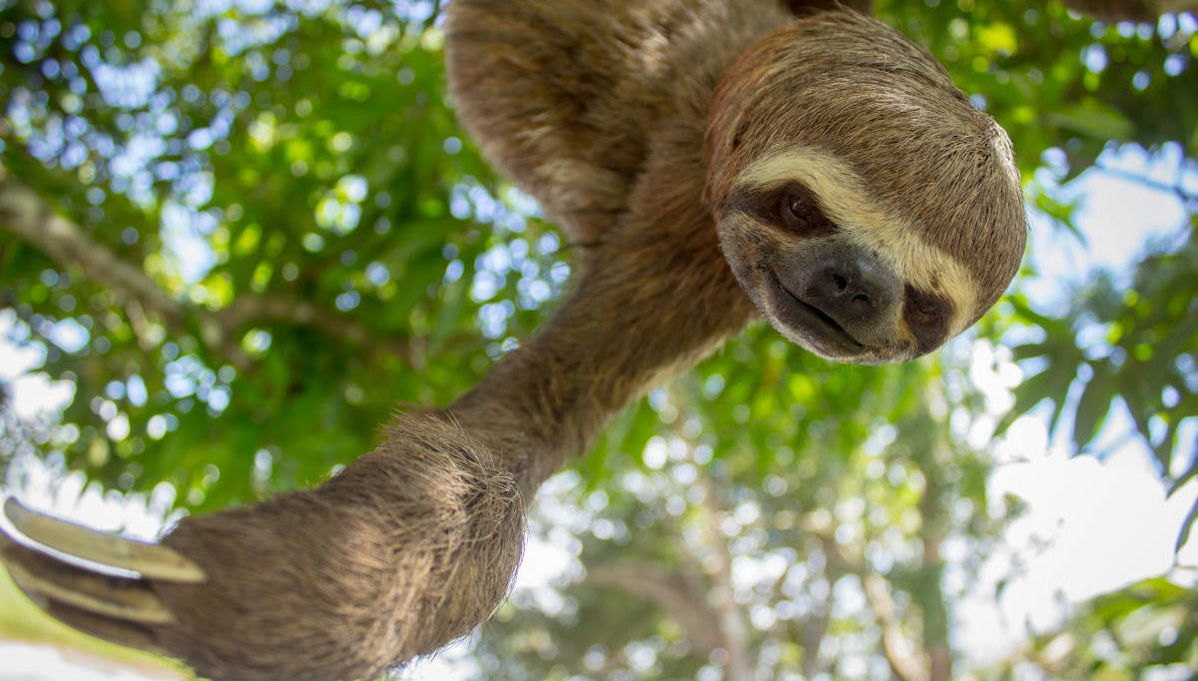 4-Day Amazon River Cruise - Foto 1