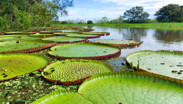 4-Day Amazon River Cruise - Foto 2