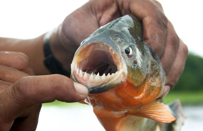 4-Day Amazon River Cruise - Foto 3