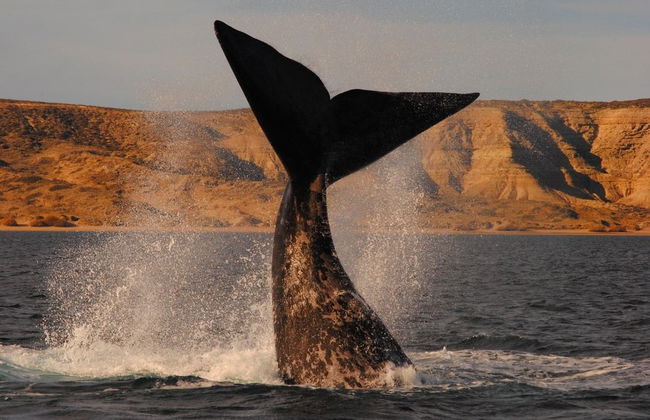 Estancia San Lorenzo y avistamiento de ballenas - Foto 7