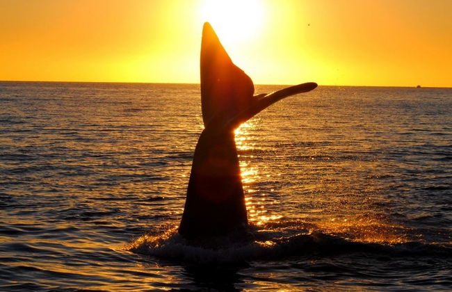 Estancia San Lorenzo y avistamiento de ballenas - Foto 6