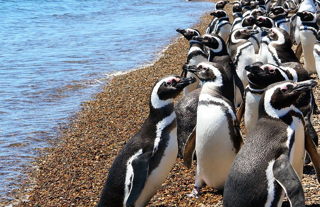 Estancia San Lorenzo y avistamiento de ballenas - Foto 8