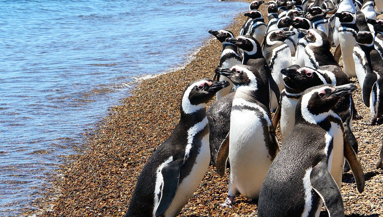 Estancia San Lorenzo e avvistamento di balene