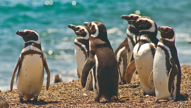 I pinguini di Magellano