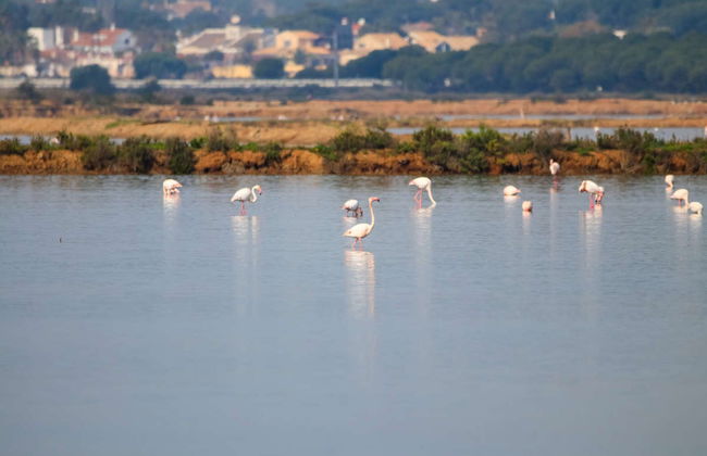 Balade en bateau sur l'estuaire de Huelva au coucher du soleil - Photo 3