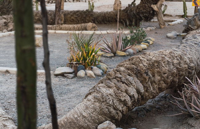 Tour de 2 días por Ica y Paracas - Foto 7