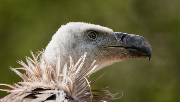 Alagón + Alcántara Reservoir Boat Trip - Photo 3