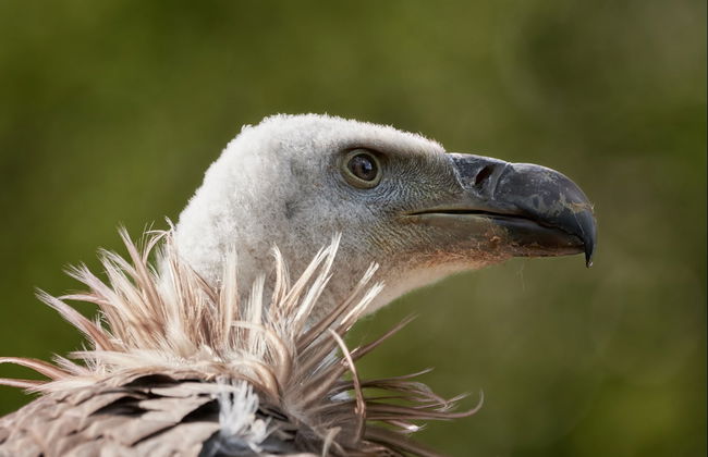 Passeio de barco pelo rio Alagón e Barragem de Alcántara - Foto 3