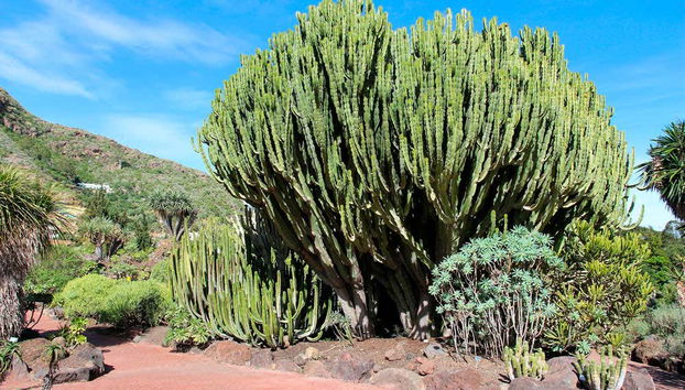 Visite de Las Palmas et du volcan de Bandama - Photo 3