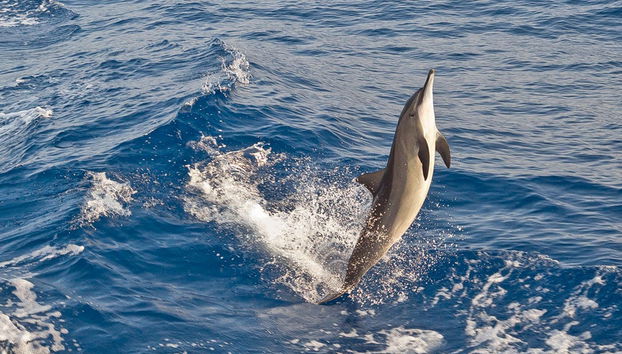Swimming with Dolphins Tour - Photo 3