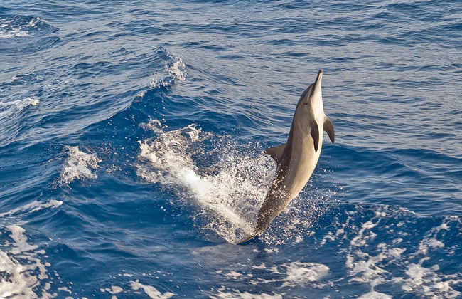 Nadar com golfinhos em Black River - Foto 3