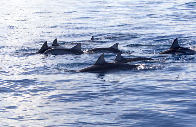 Nadar com golfinhos em Black River - Foto 1