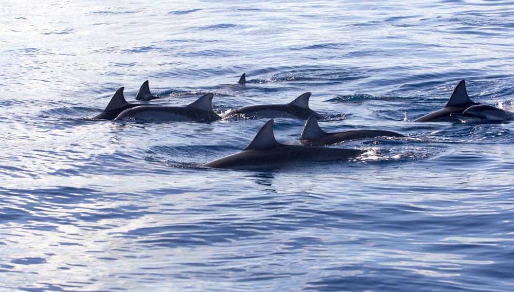 Swimming with Dolphins Tour - Photo 1