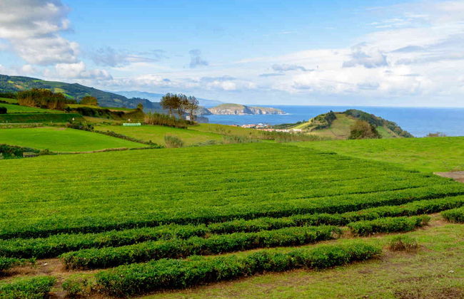 Furnas, Vila Franca do Campo & Tea Plantations Day Trip - Photo 5
