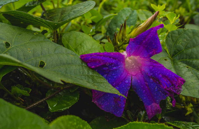 Visite dans Furnas + Plantations de thé de Gorreana - Photo 6