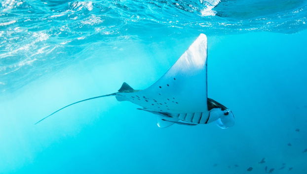 Snorkel em Nusa Penida - Foto 4