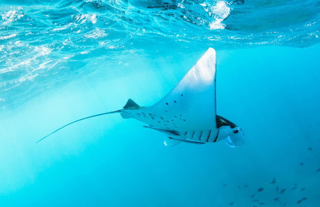 Nusa Penida Snorkel Experience - Foto 4