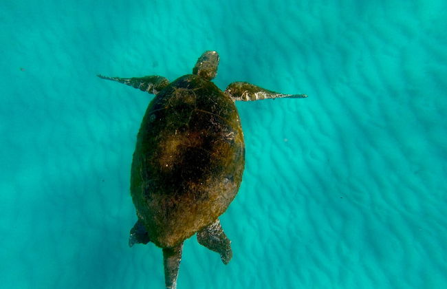 Moreton Island Day Trip - Photo 6