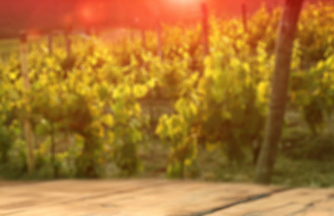 Visita a las Bodegas Campo Viejo - Foto 7