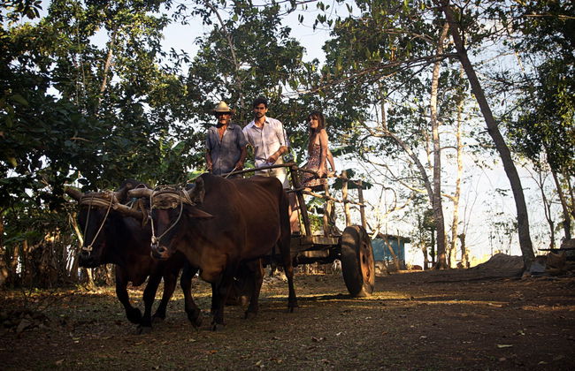 Jeep Safari por los alrededores de Yaguajay - Foto 4