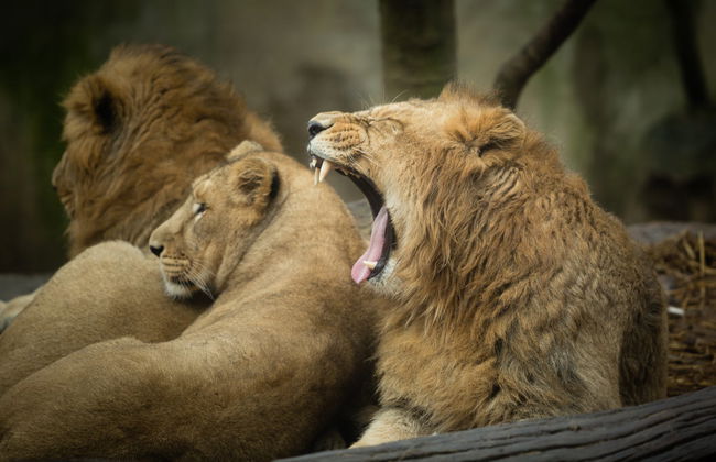 Pass'Alsace - Foto 4