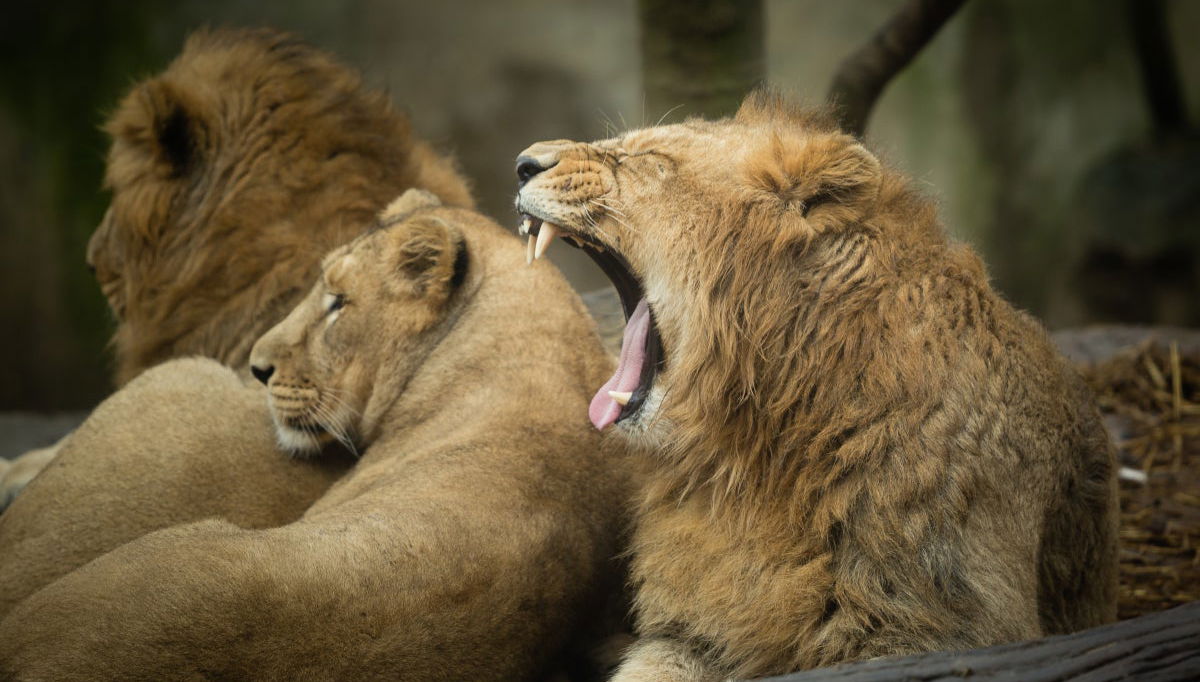 Pass'Alsace - Foto 1