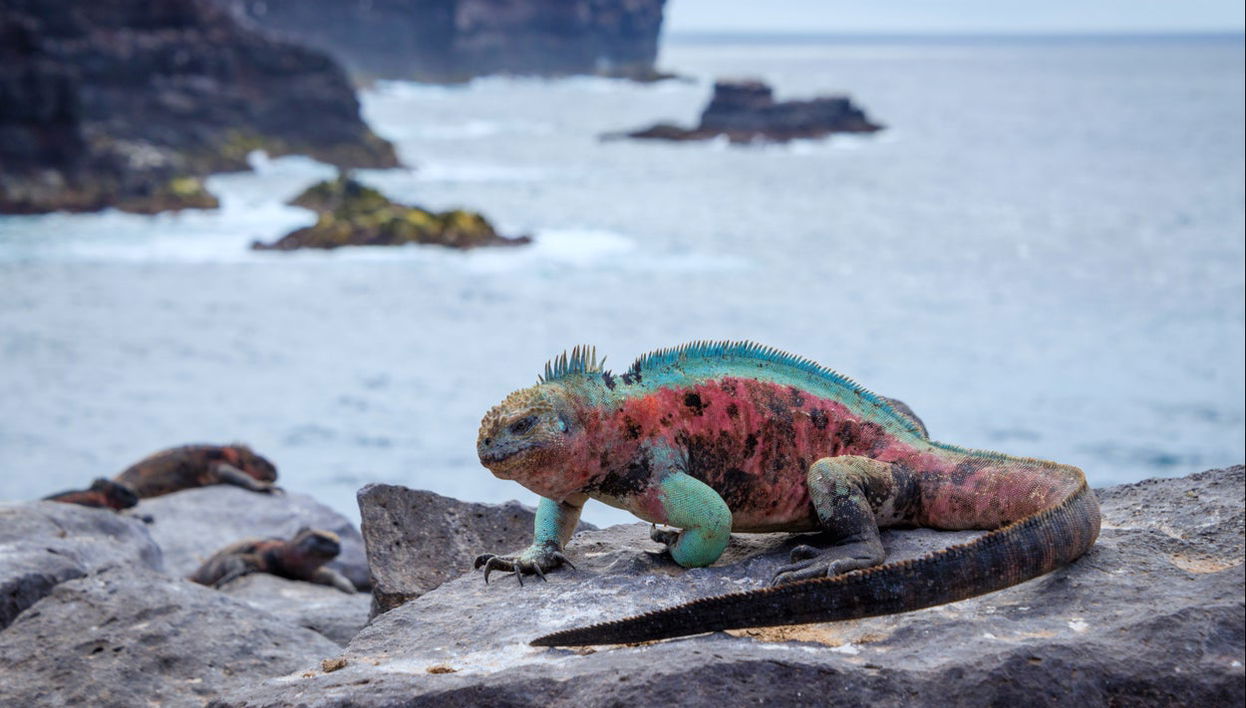 Eastern & Southern Galapagos Islands 5-day Cruise - Foto 1