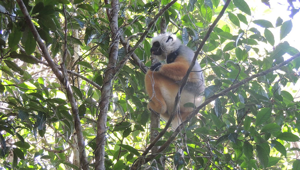 Lemur's Park and Antongona Hill - Photo 1