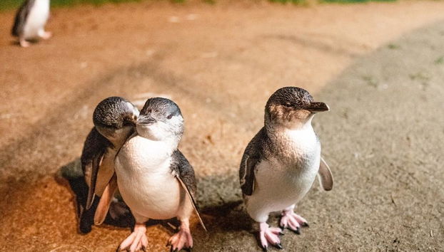 Puffing Billy Railway und Pinguine - Foto 3