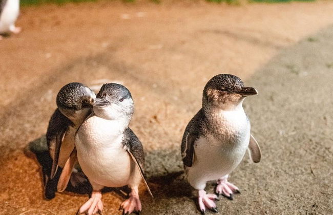 Puffing Billy Railway e Pinguins - Foto 3