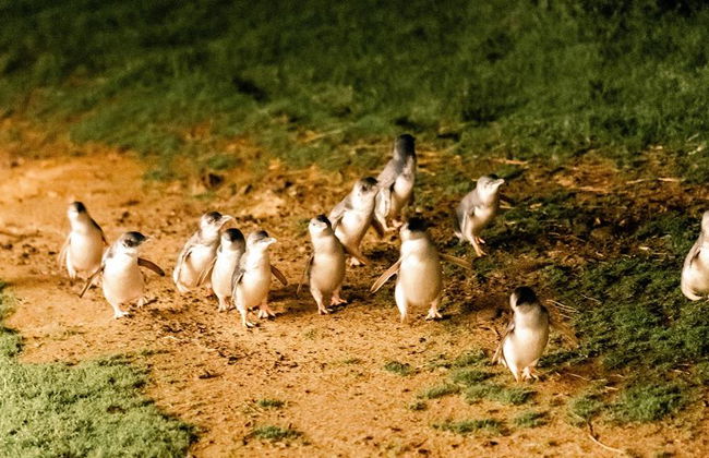 Puffing Billy Railway e Pinguins - Foto 7
