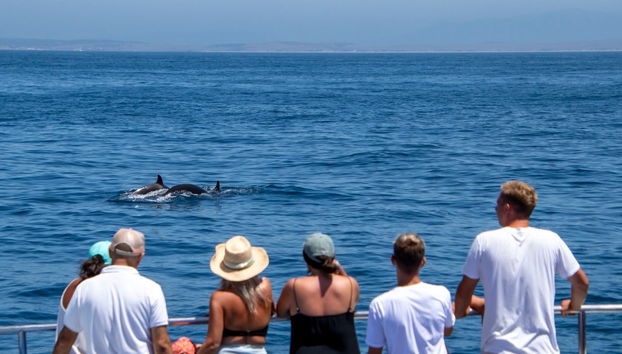 Avistamiento de ballenas y delfines en Barbate - Foto 3